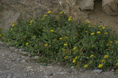 Pallenis maritima