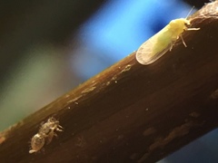 Cacopsylla mali