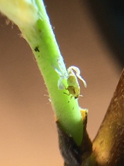 Cacopsylla mali