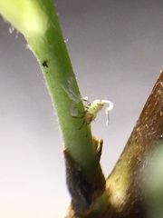 Cacopsylla mali