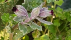 Nonea vesicaria