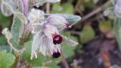 Nonea vesicaria