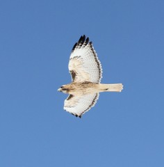 Buteo jamaicensis