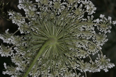 Daucus carota maximus