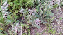 Nonea vesicaria