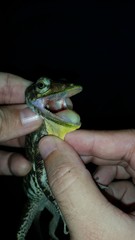 Anolis baleatus