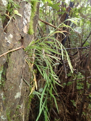 Asplenium flaccidum flaccidum