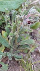 Nonea vesicaria