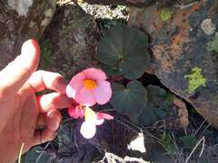 Begonia veitchii