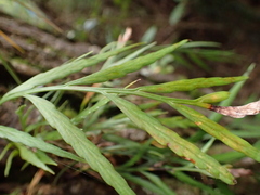 Asplenium flaccidum flaccidum