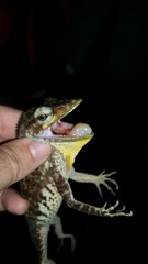 Anolis baleatus