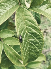 Astylus bourgeoisi