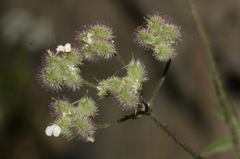 Torilis arvensis neglecta