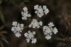 Torilis arvensis neglecta