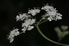 Torilis arvensis neglecta