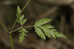 Torilis arvensis neglecta