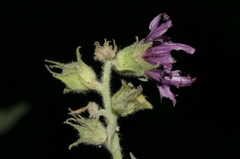 Malva olbia