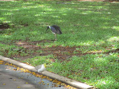 Threskiornis spinicollis