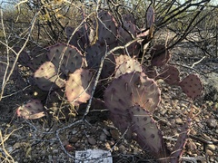 Opuntia azurea