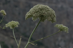 Magydaris pastinacea