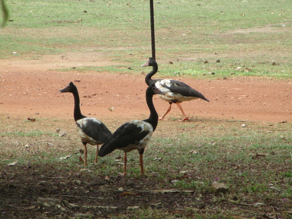 Magpie Goose from Darwin NT, Australia on October 18, 2017 at 0401 PM