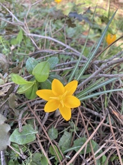 Crocus olivieri istanbulensis