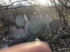 Opuntia azurea