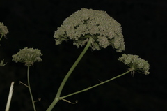 Magydaris pastinacea