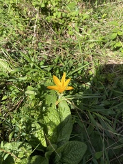 Crocus olivieri istanbulensis