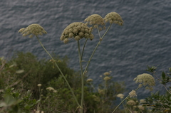 Magydaris pastinacea