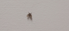 Clogmia albipunctata
