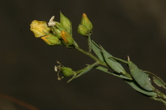 Linum corymbiferum