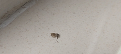 Clogmia albipunctata