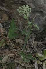 Magydaris pastinacea