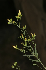 Linum corymbiferum