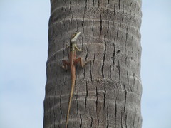 Tropicagama temporalis