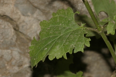 Scrophularia laevigata