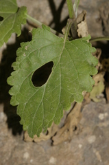 Scrophularia laevigata