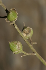 Scrophularia laevigata