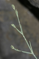 Asperula aristata