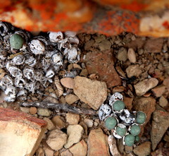 Conophytum truncatum