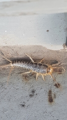 Ctenolepisma longicaudatum