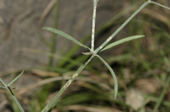 Asperula aristata