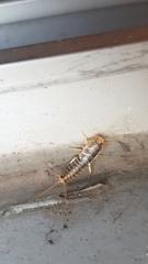 Ctenolepisma longicaudatum