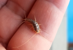 Ctenolepisma longicaudatum