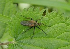 Empis opaca