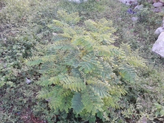 Erythrostemon mexicanus