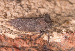 Microcentrus perditus