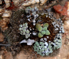 Conophytum truncatum