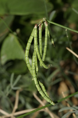 Coronilla juncea juncea
